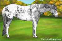Horse Color:White Spotted Black Splash Tobiano Frame Appaloosa