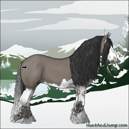 Horse Color:Grullo Splash 