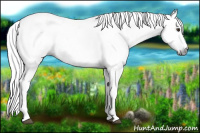 Horse Color:Gray White Spotted Liver Chestnut 