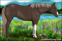 Horse Color:Liver Chestnut 