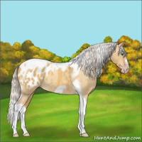 Horse Color:Gray Silver Amber Cream Champagne Roan Dun Splash Tobiano Frame Appaloosa Rabicano 