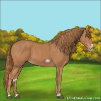 Horse Color:Chestnut Splash Frame 