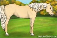 Horse Color:Palomino 