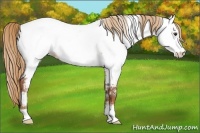 Horse Color:White Spotted Chestnut Appaloosa 