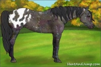 Horse Color:Midnight Bay Ice Appaloosa 