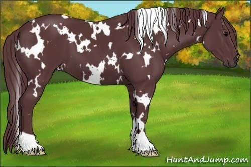 Horse Color:White Spotted Chocolate Black 