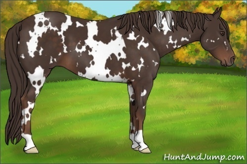 Horse Color:White Spotted Liver Chestnut 