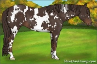 Horse Color:White Spotted Liver Chestnut
