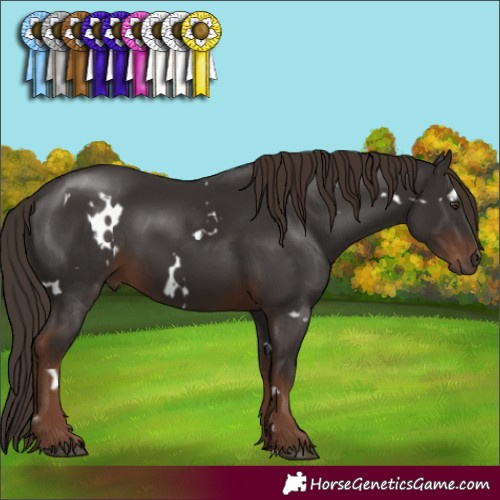 Horse Color:White Spotted Liver Chestnut 