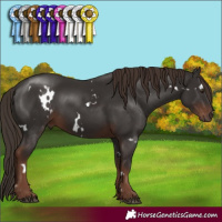 Horse Color:White Spotted Liver Chestnut 