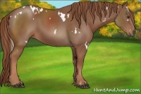 Horse Color:White Spotted Chestnut