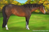 Horse Color:Buckskin Sabino