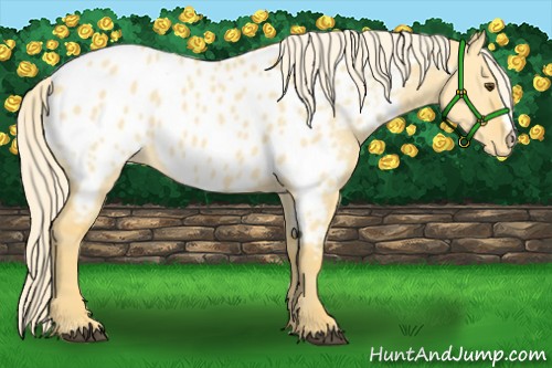 Horse Color:Palomino Dun Appaloosa 
