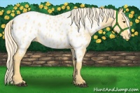 Horse Color:Palomino Dun Appaloosa 