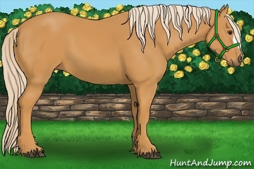 Horse Color:Palomino