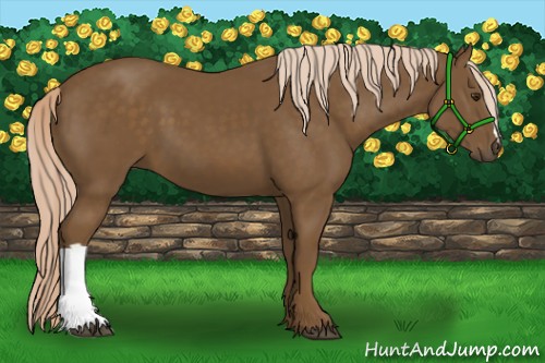 Horse Color:Chocolate Palomino 