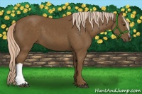 Horse Color:Chocolate Palomino 
