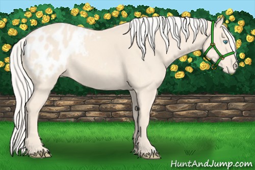 Horse Color:Cremello Blanket 