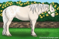 Horse Color:Cremello Appaloosa 