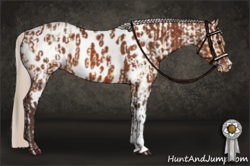 Horse Color:Buckskin Appaloosa  and Silver Bay Appaloosa 