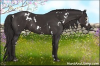 Horse Color:White Spotted Smoky Black Rabicano 