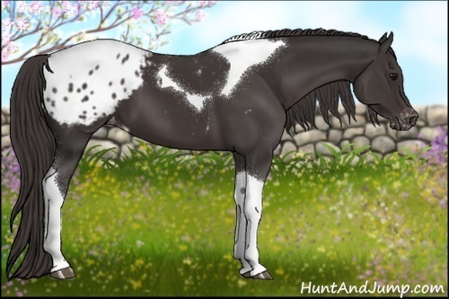 Horse Color:Smoky Black Tobiano Appaloosa 