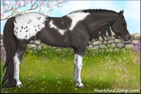 Horse Color:Smoky Black Tobiano Appaloosa 