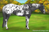 Horse Color:White Spotted Black Splash Tobiano Frame Near Leopard 