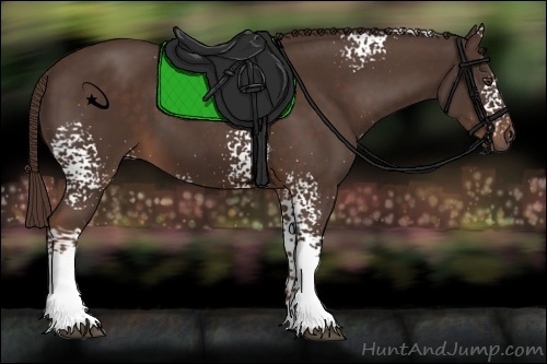 Horse Color:White Spotted Liver Chestnut 