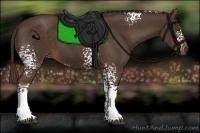 Horse Color:White Spotted Liver Chestnut