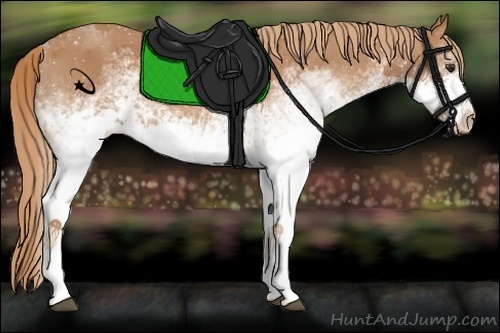 Horse Color:White Spotted Chestnut Appaloosa 