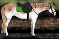 Horse Color:White Spotted Chestnut Appaloosa