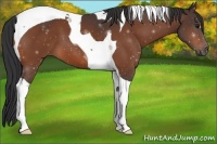 Horse Color:Bay Tobiano 