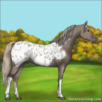 Horse Color:Gray Silver Grullo Near Leopard 