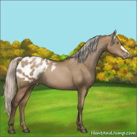 Horse Color:Gray Silver Grullo Pearl Appaloosa