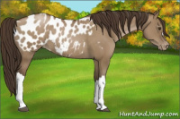 Horse Color:Gray Grullo Pearl Appaloosa 