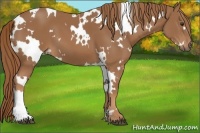 Horse Color:White Spotted Chestnut 