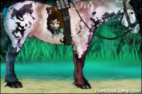 Horse Color:White Spotted Bay 