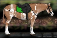 Horse Color:White Spotted Chestnut 