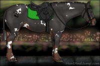 Horse Color:White Spotted Liver Chestnut 