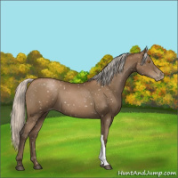 Horse Color:Gray Silver Black Pearl Appaloosa