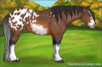 Horse Color:Bay Splash Frame Appaloosa 
