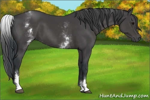 Horse Color:White Spotted Black