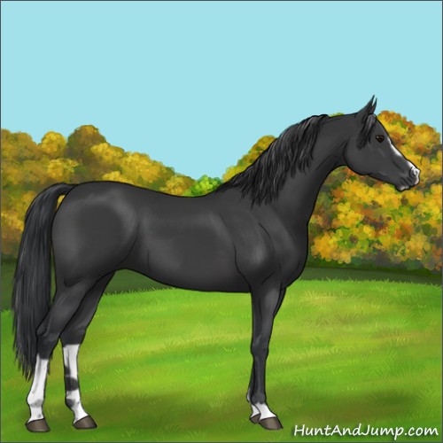Horse Color:Black Sabino