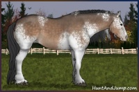 Horse Color:White Spotted Brown Dun Sabino 