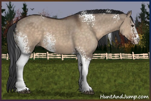 Horse Color:White Spotted Brown Dun Sabino 