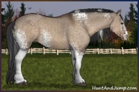 Horse Color:White Spotted Brown Dun Sabino 