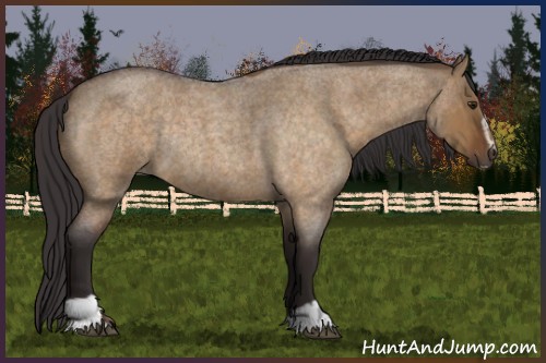 Horse Color:Buckskin Roan Dun Sabino Rabicano