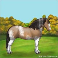 Horse Color:White Spotted Buckskin Dun Sabino Rabicano
