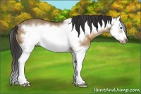 Horse Color:Buckskin Dun Sabino Splash Frame Rabicano 